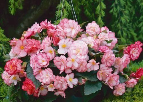  『春天』春天养花就选玛格丽塔，花期长、花量大，爆满小阳台！