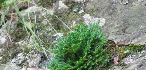  【花钱】山上一种植物，是盆栽佳品，懂花的人见到就挖，省下买花钱