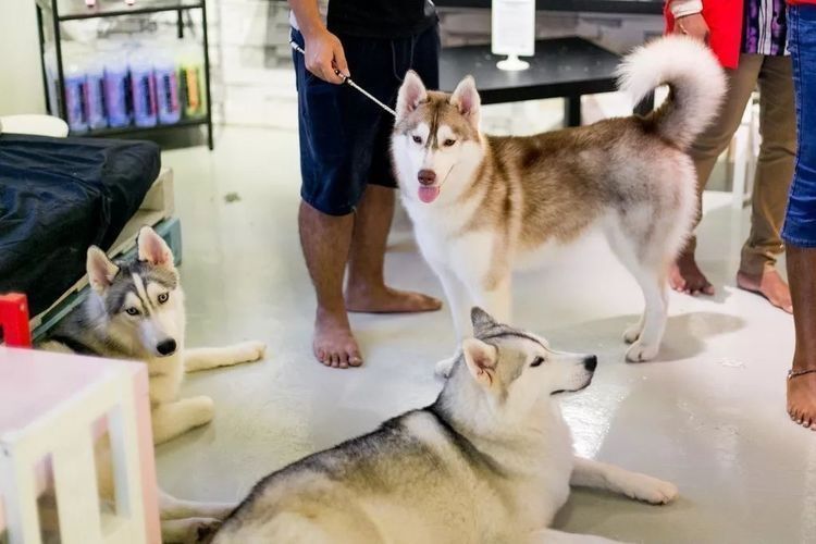  「哈士奇」一间看似普通的咖啡馆，走进去一刻，一群二哈涌了过来