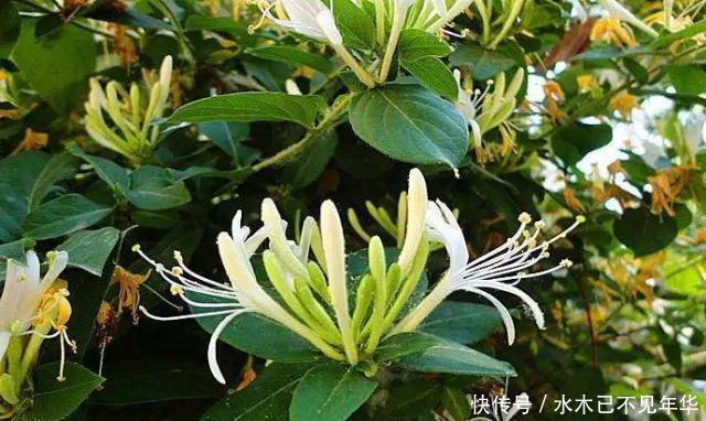 夏季|夏季摘1个枝,丢盆里,来年花开满阳台,成枝肥叶壮有价值的盆景