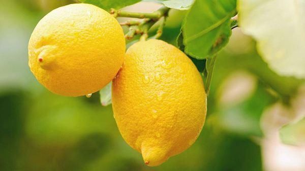 夏季减肥，柠檬蜂蜜加上一种东西，掉秤快而且排出宿便、去湿气