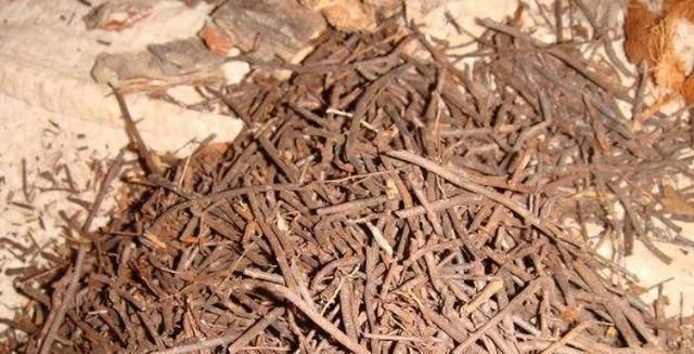  「种植」兰花根系怎么养？植料选择是关键，5种植料一篇看全