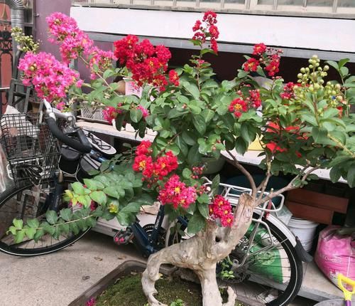  『时间』紫薇盆景什么时候修剪好？对的时间修剪对的枝条，枝壮叶茂开花美