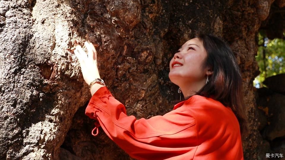 固东银杏村的黄色攻略