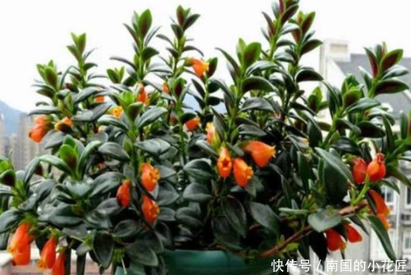 口红吊兰■3种吊兰花,一言不合就爆盆,开成“瀑布”,花期长,家中必备!