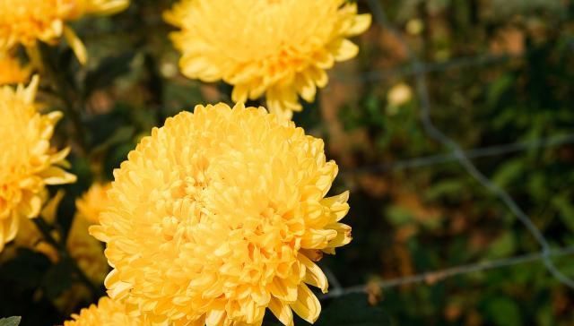  『栽培方式』菊花的4种分类，你知道吗