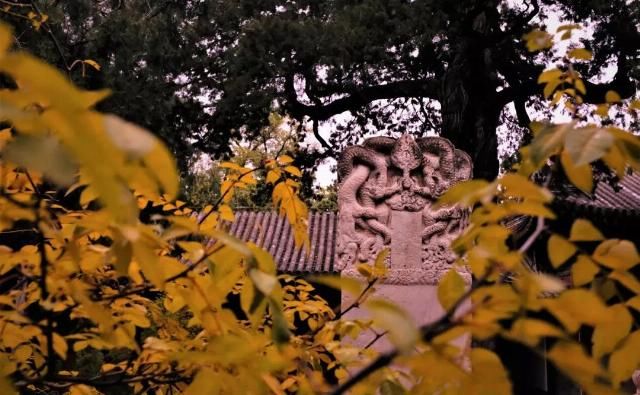 大觉寺|除了“千年银杏”，这里的猫似乎更出名