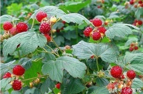  「果实」公认“养不死”的7种水果盆栽,粘土就活,新鲜果实一年吃不停