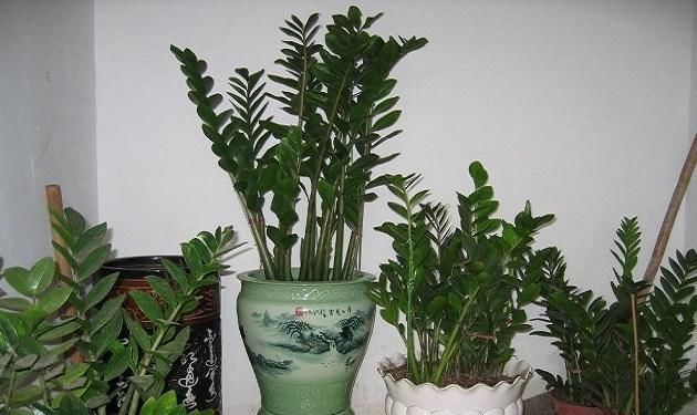  家里■家里养盆金钱树，叶片四季翠绿，招财又纳福，金钱树养护窍门