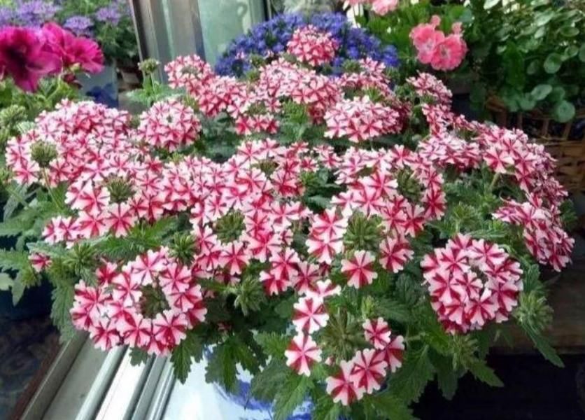  家里■4种花，堪称花界“劳模”，花期长，开花勤，养家里，四季有花赏