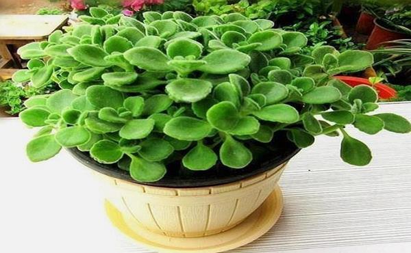  『空气』家中不通风异味大，就养“4种花”，不仅有香味，还净化空气！