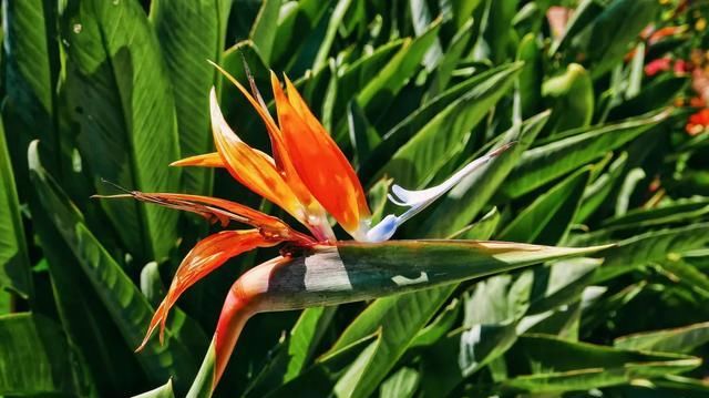  鹤望兰■1种高颜值花，花朵就像“1只鸟”，客厅、卧室都能养