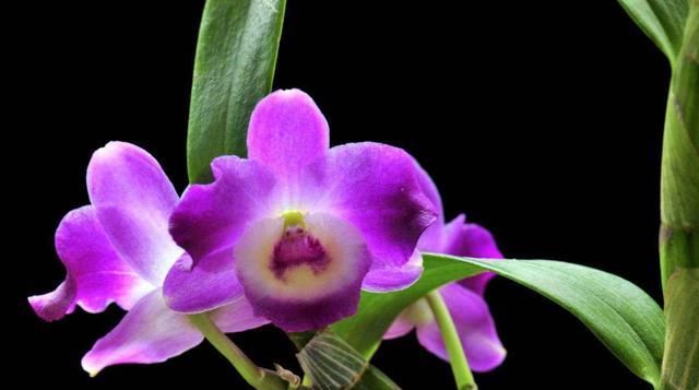  『绿萝』家里必养“4种花”,好养又漂亮,懒人新手都能养好,美成花海!