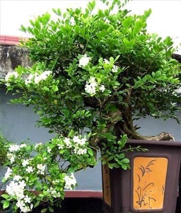  【空气】阳台再小别闲着，此花称“第一香”，净化空气效果是吊10倍