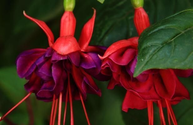  『花苞』“3种花”一开如“下雨”，花苞多、花朵大，几月不管，花垂满盆