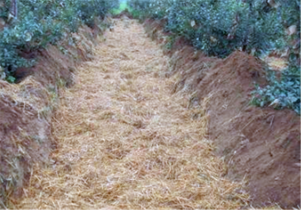  秸秆@用秸秆覆盖在地面上可以有效防止杂草，为什么果农们很少这