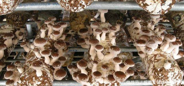 赚钱越来越难农民朋友不妨看看今年最火的5个项目！