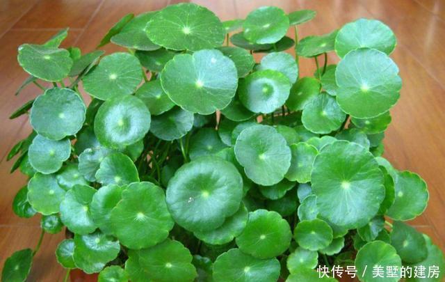  「旺财旺」3种花造型奇特还好养，家里养一盆，旺财旺运好运到，谁养谁喜欢