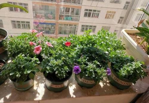  [种植]阳台种盆矮牵牛，易种植花色多，开成“花瀑布”，吊在空中非常美