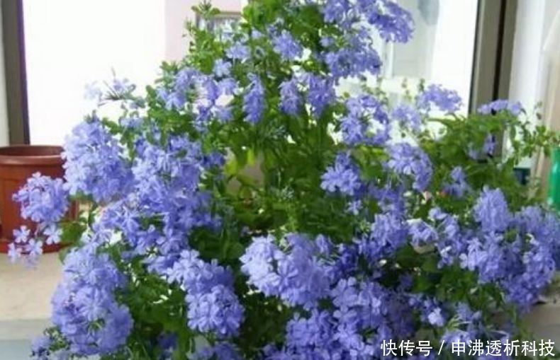 蓝雪花■3月,阳台就养“4种花”,越热花开越多,30天养成“小花园”!
