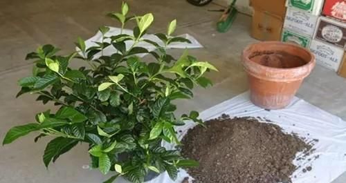  【栀子花】养“栀子花”，注意1个小细节，不黄叶、不掉苞，油绿茂盛开花多