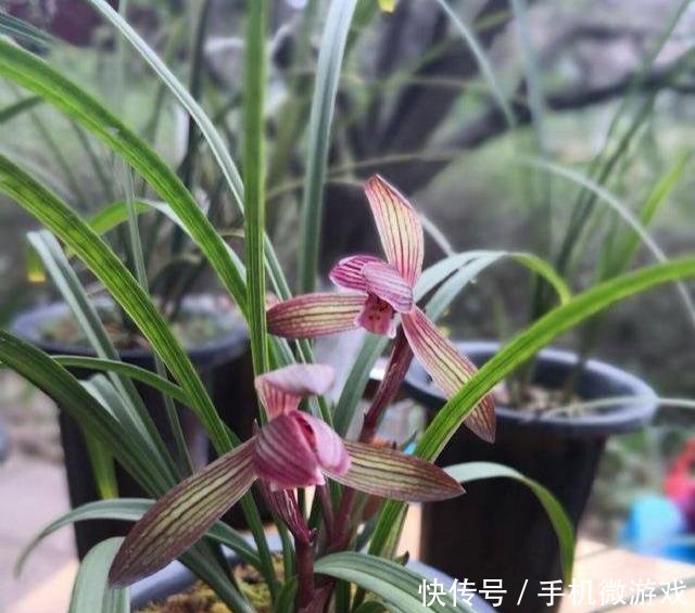 【特别】新手买兰花,这样选择,不然买一棵死一株,白白浪费钱