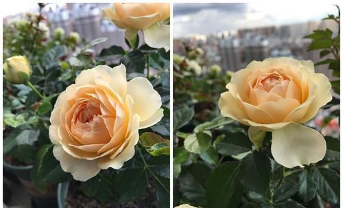  『二乔』喜欢菊花，不如养盆“珍品名菊”二乔，一花双色，观赏价值极高！