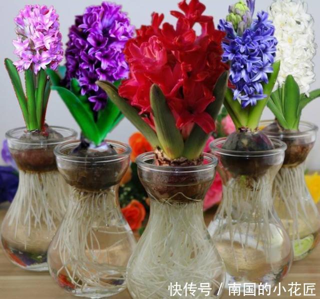「风信子」水培风信子怎么养