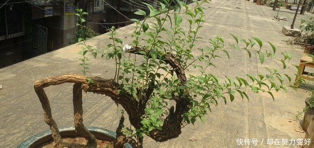 价格几千块的老树根只有农村有，农民不识货把它当柴烧，真是可惜