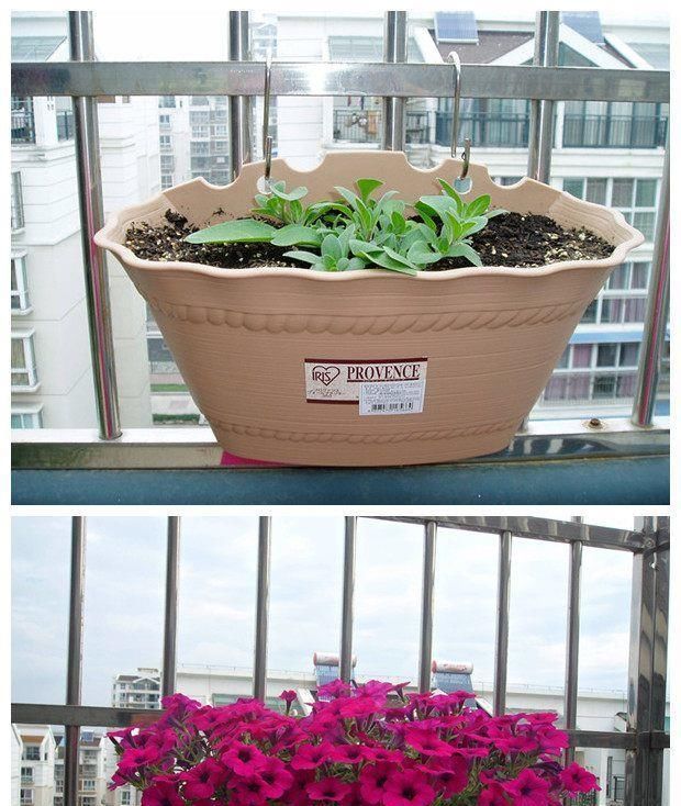  『垂吊矮牵牛』忘了绿植多肉吧，现在都爱养这种花，丢进花盆就能活，四季有花开