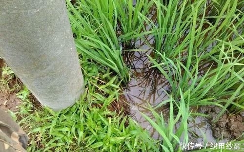 「老家」老家钓黄鳝的人很多,关键要知道怎么找洞