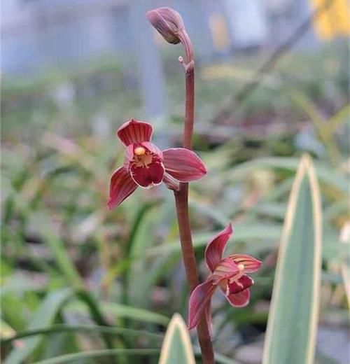  『边线』兰花界的香王，花形奇特，花色鲜红夺目，叶色金边线艺，美极了