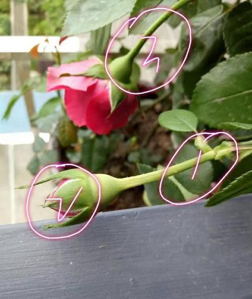 光要：月季的花梗变黄脱落掉花是怎么回事？要光要肥要透气，三不缺一