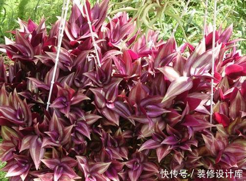  「精髓」夏季养护吊竹梅，“精髓”都在这4点上，长势爆盆，娇艳鲜亮！