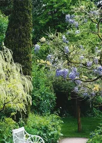  『植物』五月植物及其配植推荐