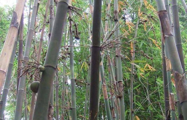  想吃到|原产于印度，50年后就能结出果实，很多人都没见过