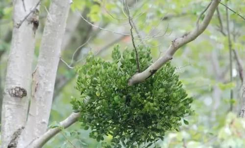  附生植物：植物能“自由”成什么样？教你几种“不要土”的附生植物...