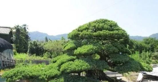 岁寒三友，一组松树盆景佳作欣赏