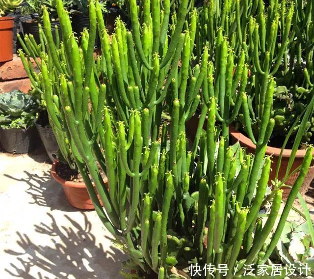  越来越■多肉迷越来越多，但是这几类多肉植物不宜养，有毒呢！
