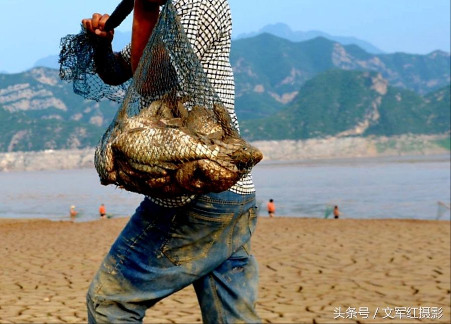 又是一年汛期到 又是一年流鱼跳 黄河岸边真热闹 浑水捞鱼兴致高