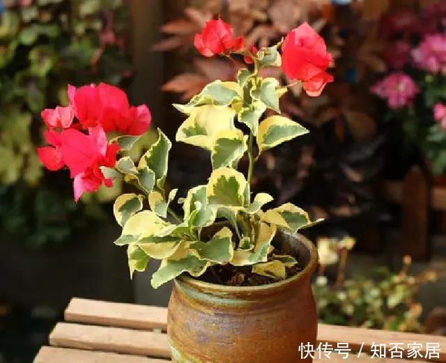 喜欢|喜欢太阳的“6种花”,现在养正合适,一开就是多半年
