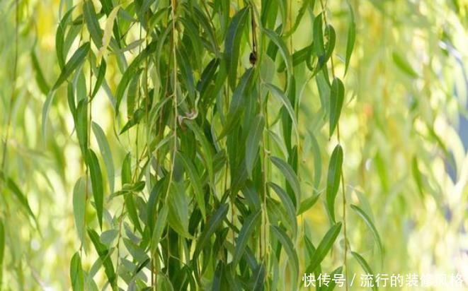  路边：野外这三种“宝贝”都是养花的好材料，路边捡点不花钱，养啥旺啥