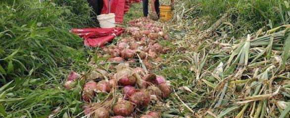  「中国」去年收购价1毛一斤，如今价格涨到近八元每斤农民可以试