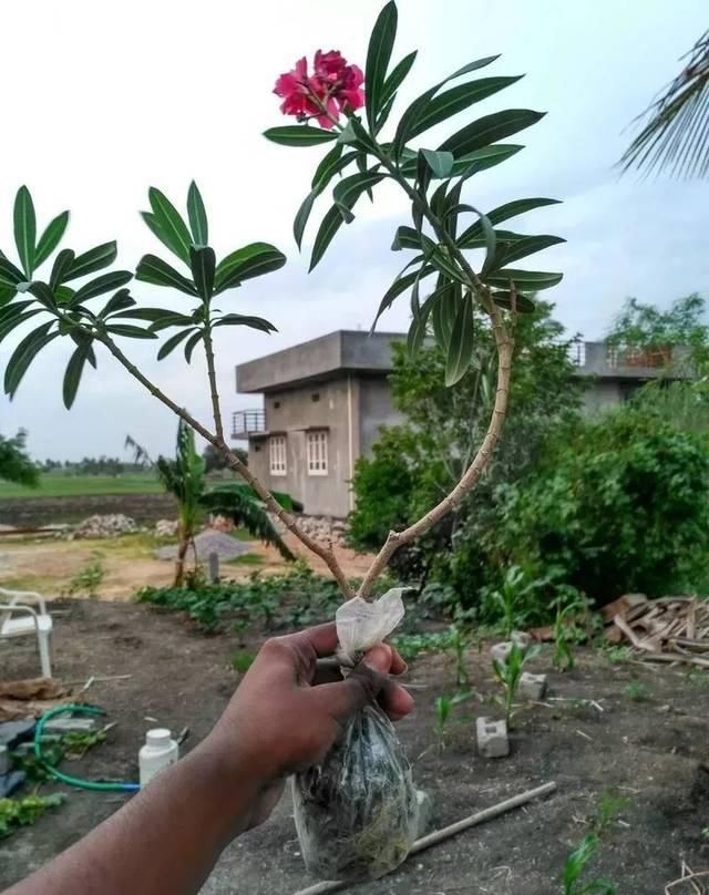  剥皮的部分：学会用压条繁殖植物，就感觉播种和扦插植物弱爆了，你喜欢哪种？