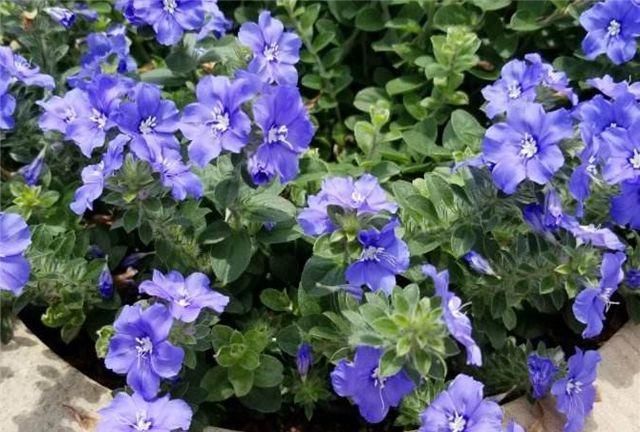  「开新」“花期仅一天，天天开新花”的“蓝星花”可四季常开，永不言败