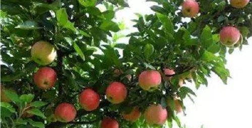  鲜花：适合农村的创业点子，就看你敢不敢做