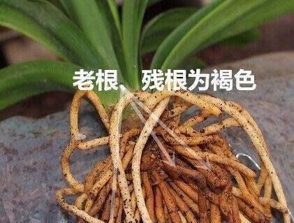 『叶绿花』君子兰换盆时,盆底加一料,蹭蹭长得快,叶绿花多,特茂盛!