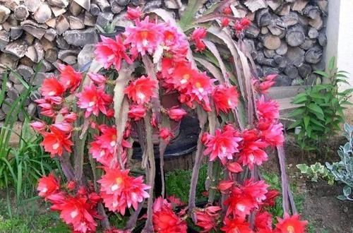  [珍珠吊兰]5种悬挂养护的多肉植物，养成垂盆植物，给散射光还能开花