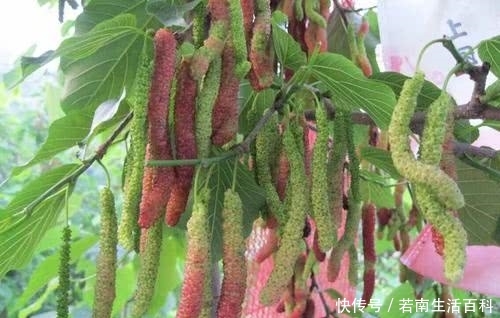  「不少」一年采果6次，亩产5000斤，比桑葚颜值高还贵5倍，农民可种植吗？