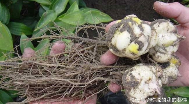 农民与时俱进，根据市场需求种植它，11元每斤，年入20多万